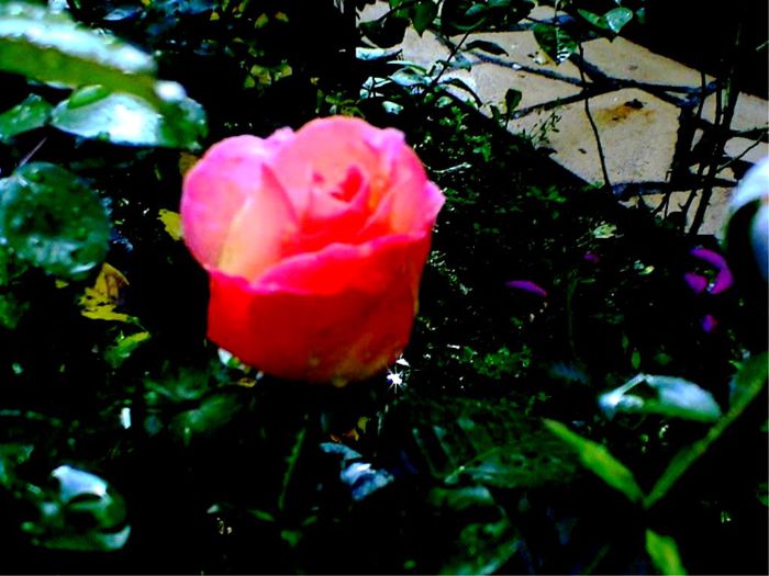 Soapte de parfum (104)