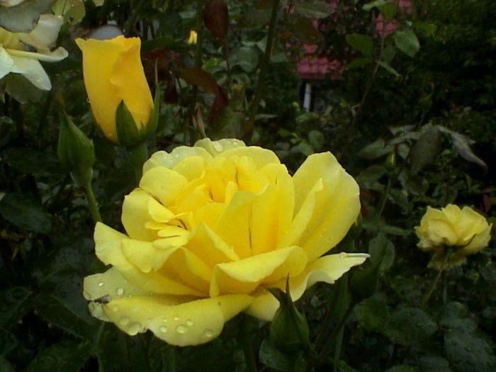 Soapte de parfum (106)
