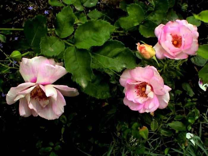Soapte de parfum (107)