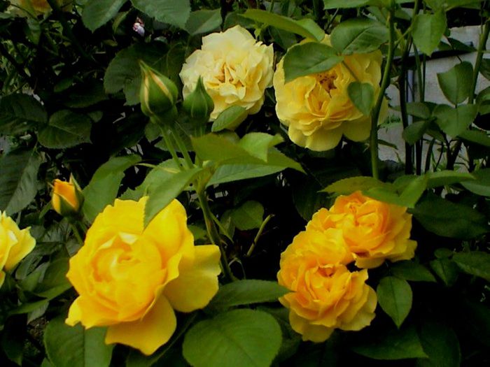 Soapte de parfum (108)