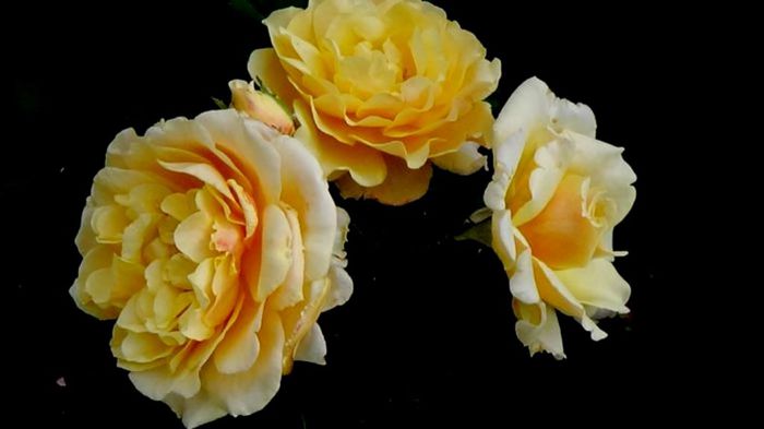 Soapte de parfum (114)