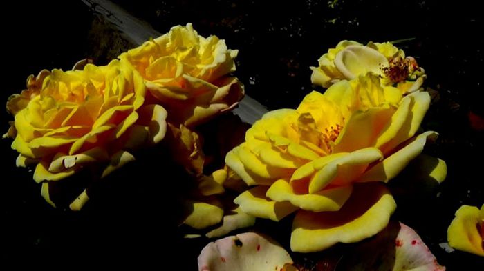 Soapte de parfum (117)