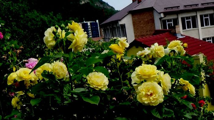 Soapte de parfum (119)