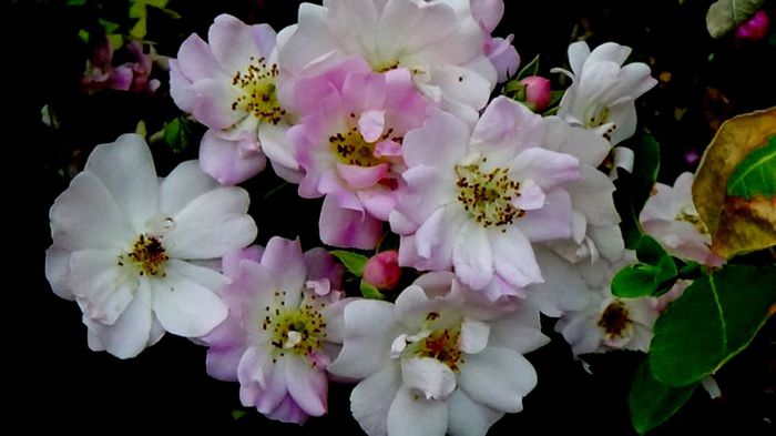 Soapte de parfum (126)