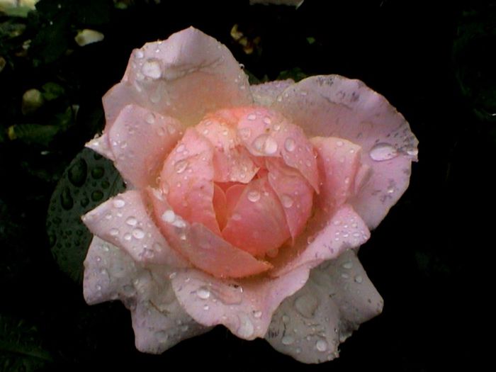 Soapte de parfum (129)