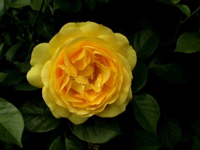 Soapte de parfum (131)