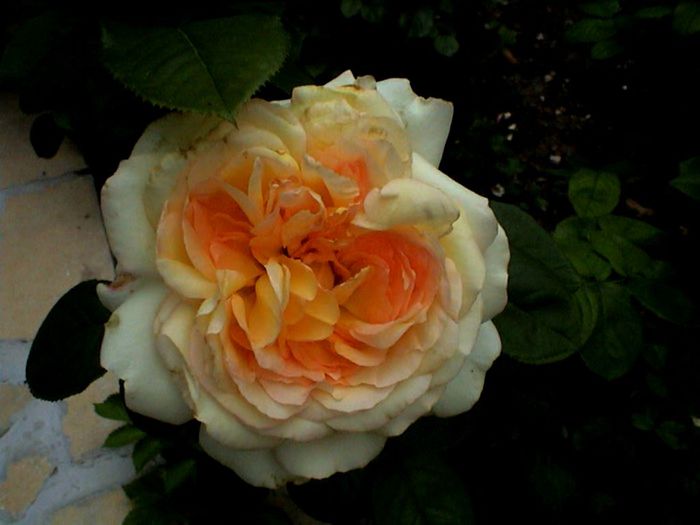 Soapte de parfum (138)