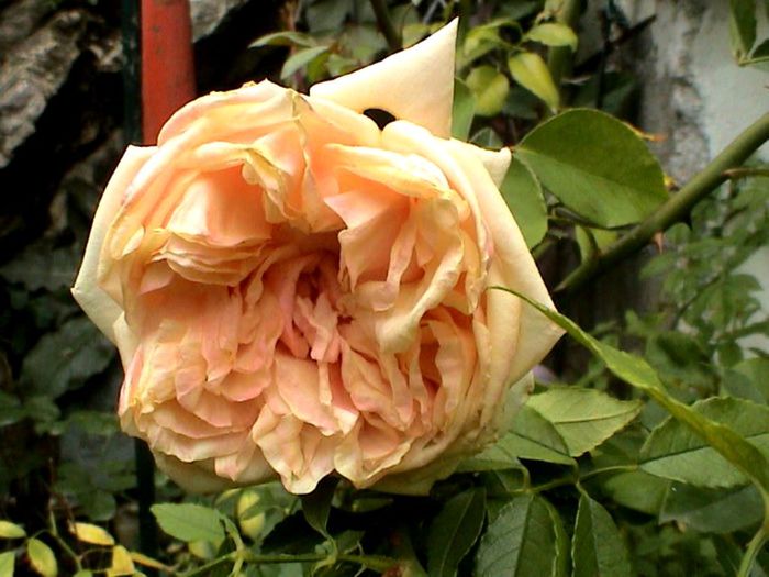 Soapte de parfum (139)