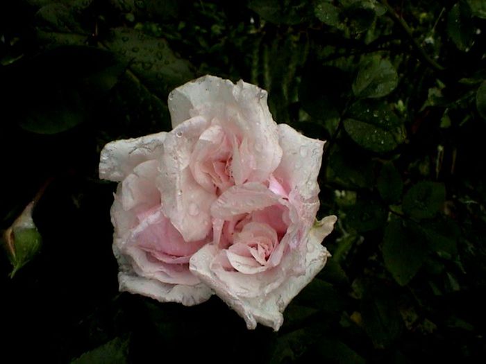 Soapte de parfum (140)