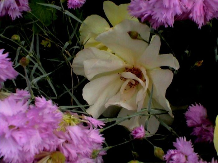 Soapte de parfum (141)