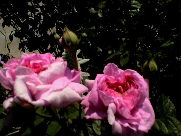 Soapte de parfum (142)