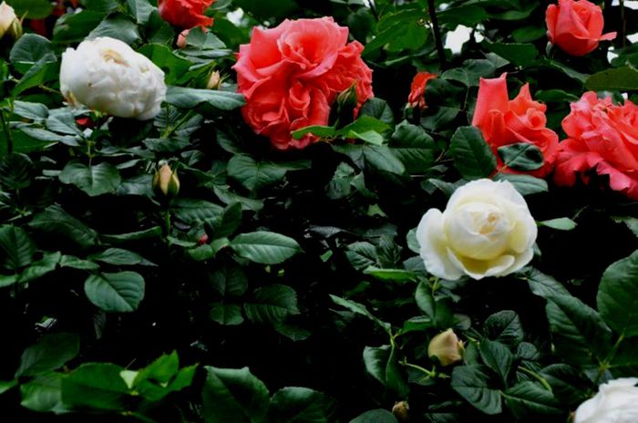 Soapte de parfum (146) - AM LASAT TRANDAFIRII SA SPUNA POVESTI 2