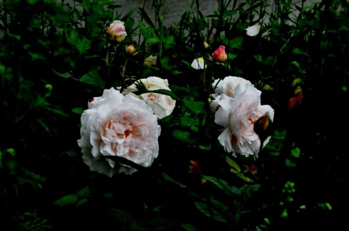 Soapte de parfum (147)