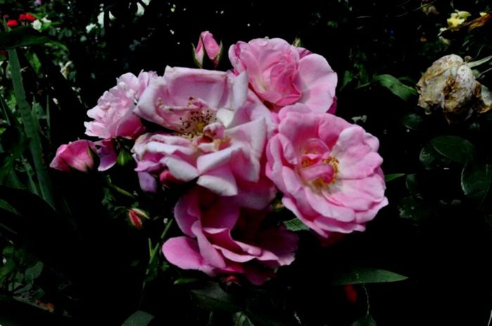 Soapte de parfum (151)