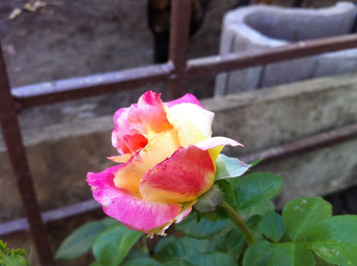 Pullman Orient Express