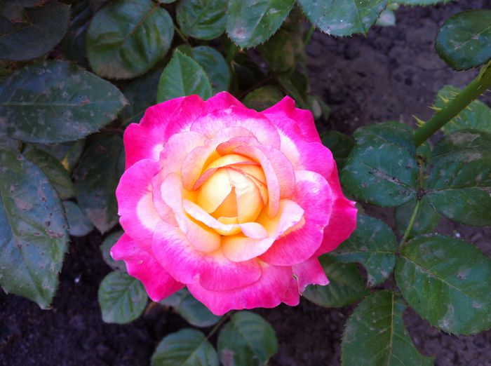 Pullman Orient Express2