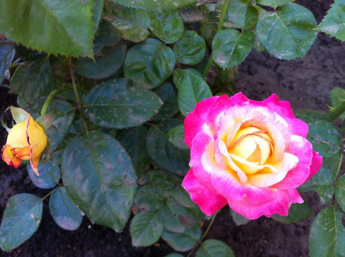 Pullman Orient Express3