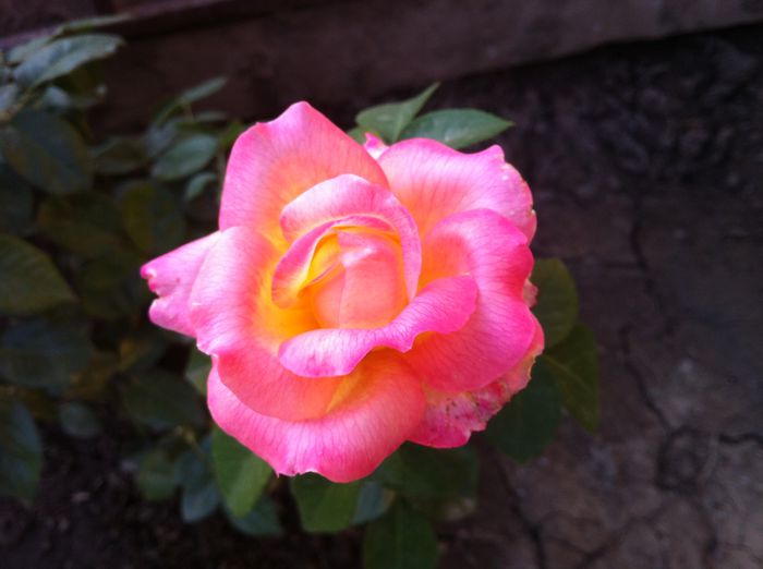 Pullman Orient Express5