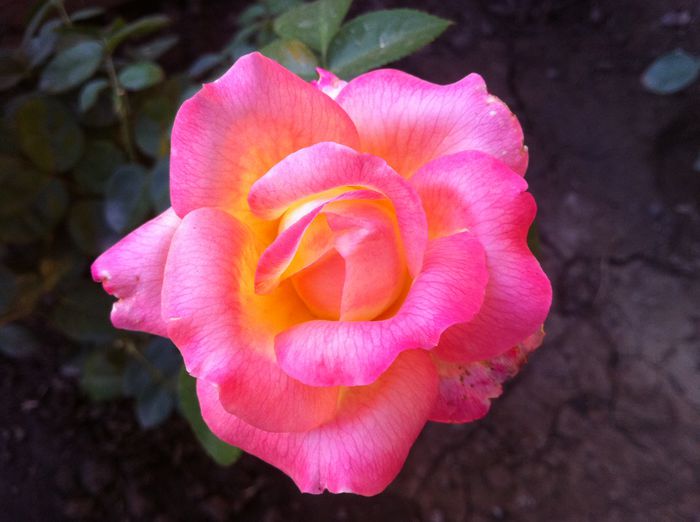 Pullman Orient Express6