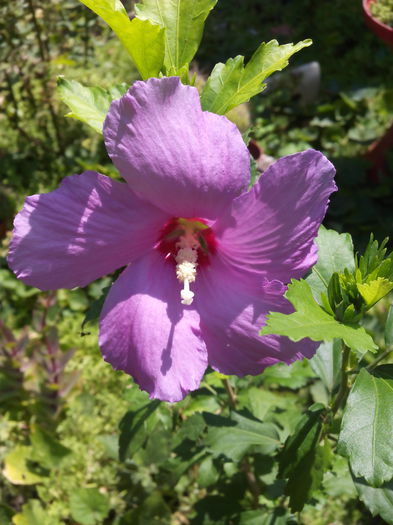 hibiscus de gradina - Leandri si alte flori 2015August