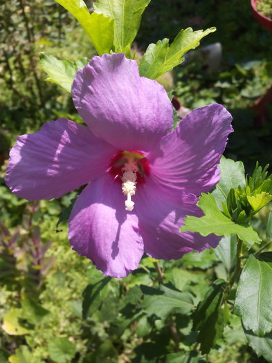 hibiscus de gradina