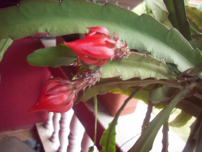 101_9066 - Cactus Epiphyllum rosu si roz