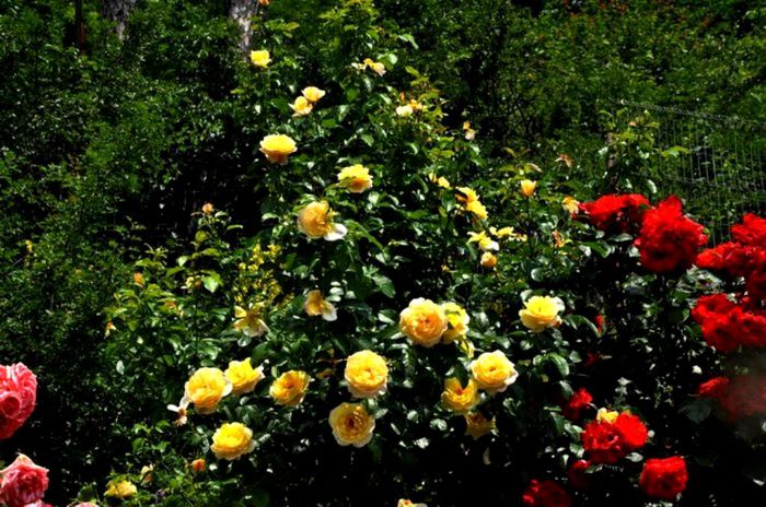 Soapte de parfum (152)