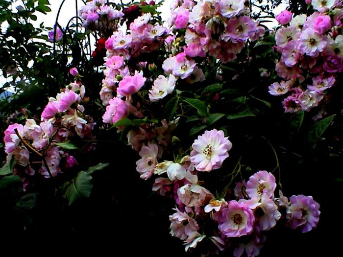 Soapte de parfum (154)