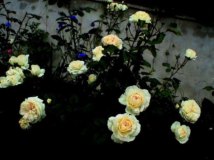 Soapte de parfum (156)