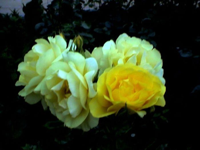 Soapte de parfum (158)