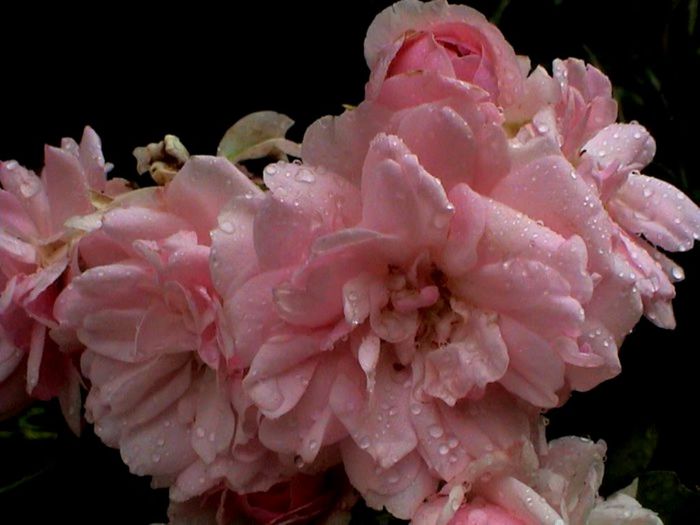 Soapte de parfum (159)
