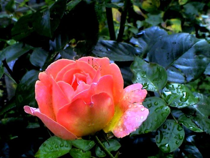 Soapte de parfum (160)
