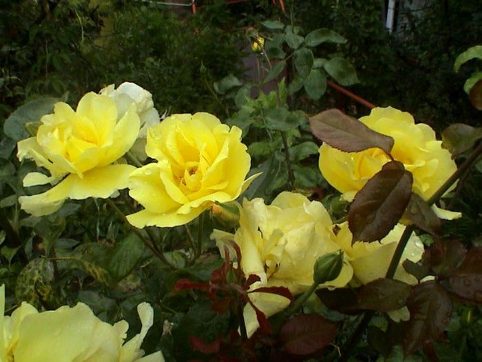 Soapte de parfum (162)