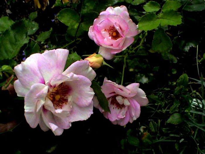 Soapte de parfum (163)