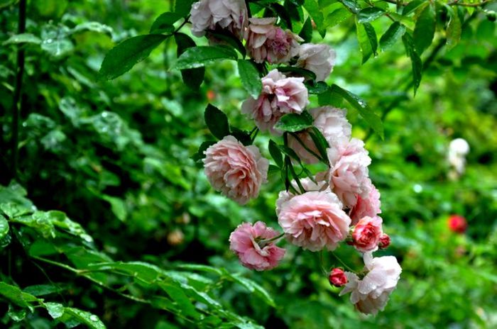Soapte de parfum (165)