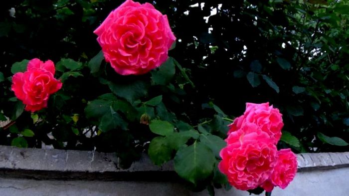 Soapte de parfum (167)