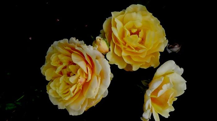 Soapte de parfum (170)