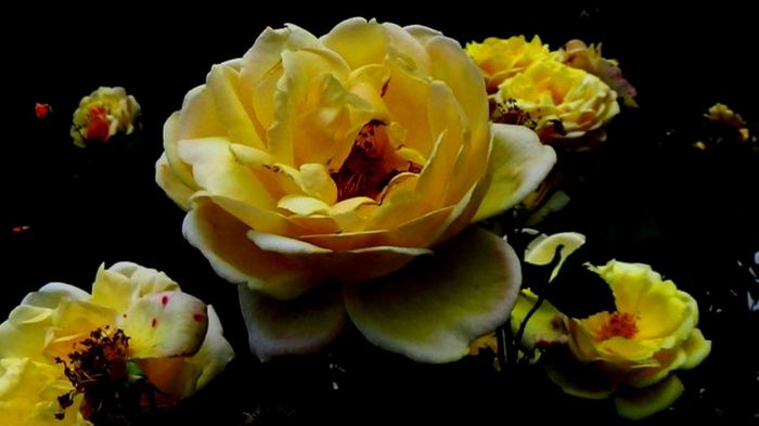 Soapte de parfum (171)