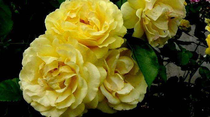 Soapte de parfum (174)