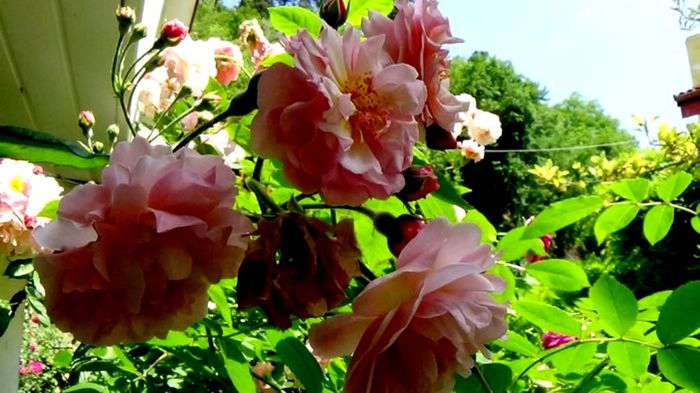 Soapte de parfum (176)