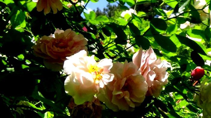 Soapte de parfum (177)