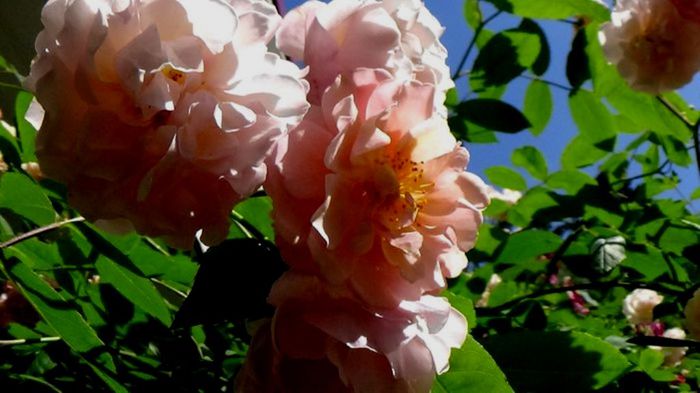 Soapte de parfum (178)