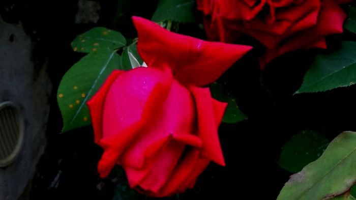 Soapte de parfum (181)