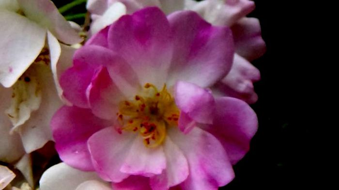 Soapte de parfum (182)