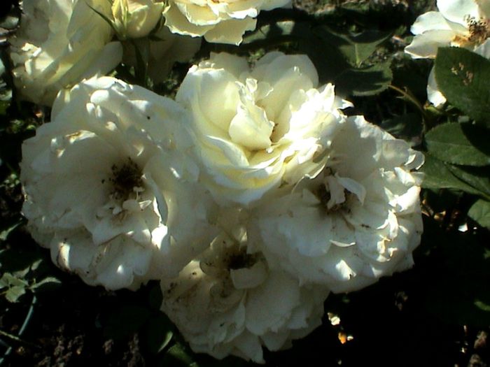 Soapte de parfum (186)