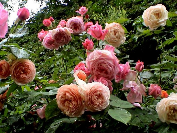 Soapte de parfum (190)