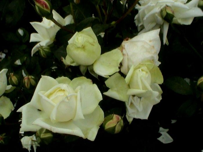 Soapte de parfum (192)