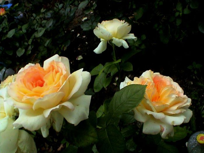 Soapte de parfum (194)