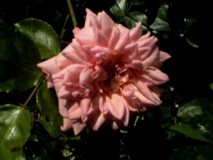Soapte de parfum (197)