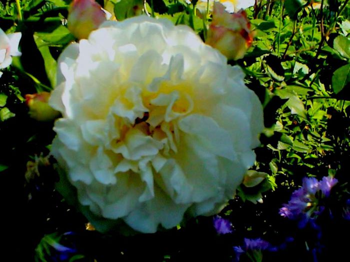 Soapte de parfum (198)
